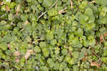 American golden saxifrage